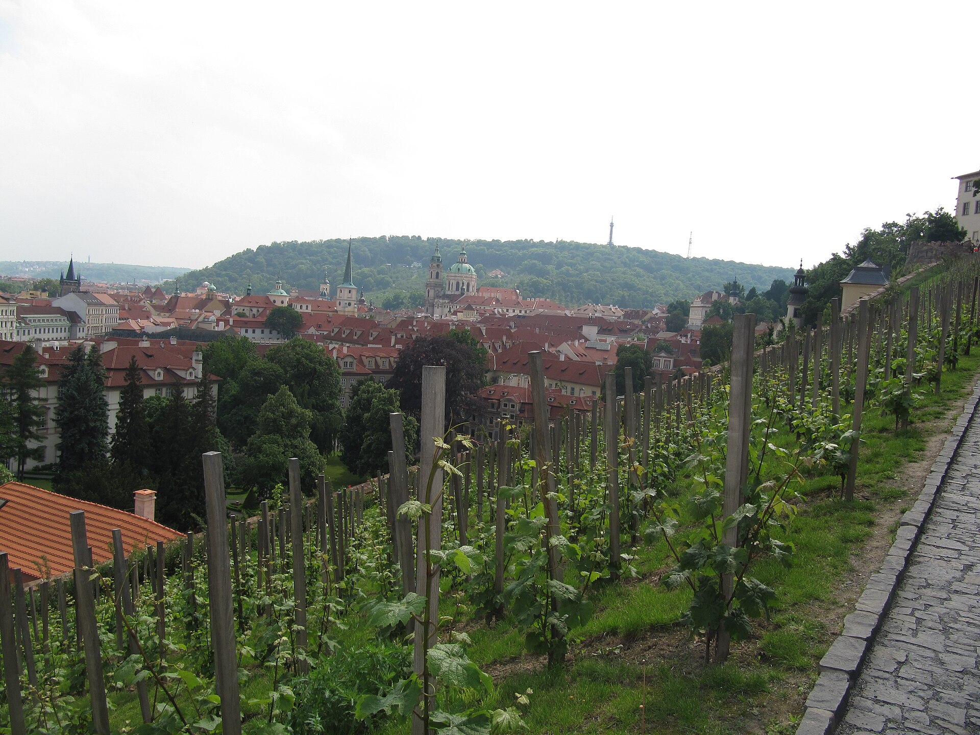 St. Wenceslas Vineyard
